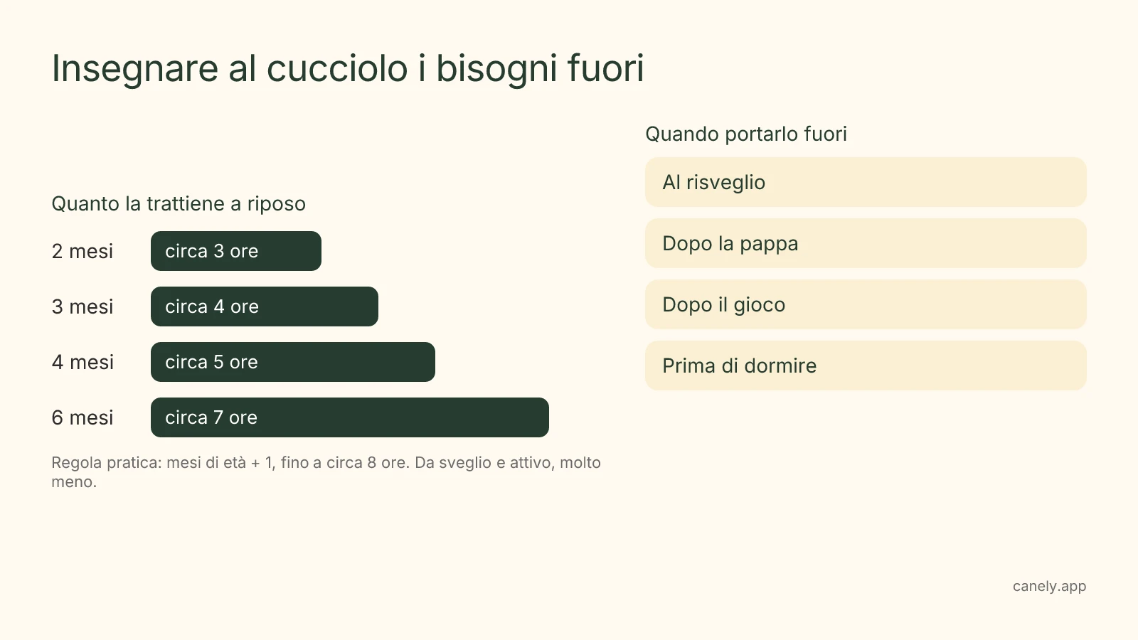 Infografica: quante ore trattiene la pipì un cucciolo per età e i momenti in cui portarlo fuori