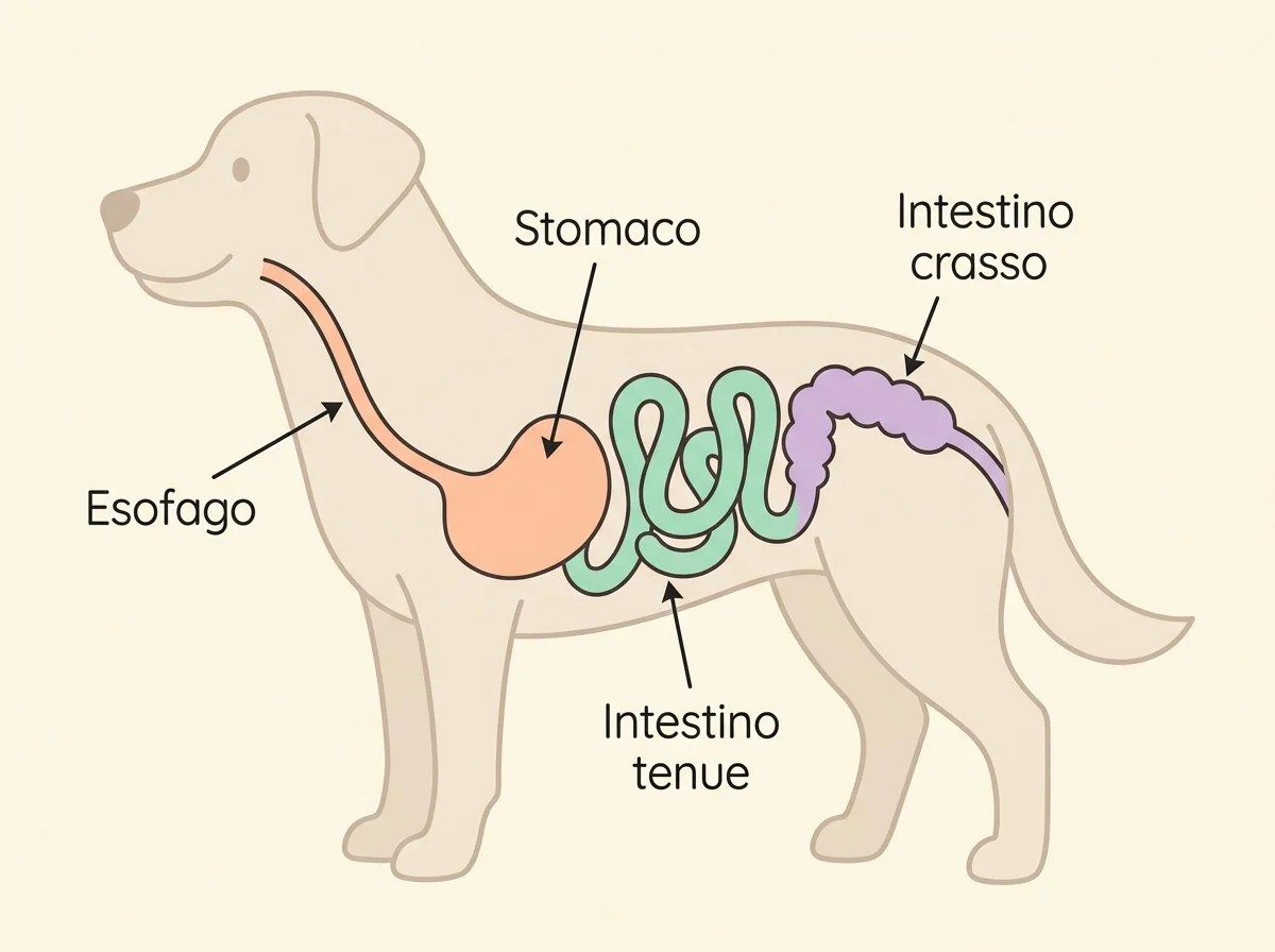 Illustrazione apparato digerente del cane per capire problemi gastrointestinali