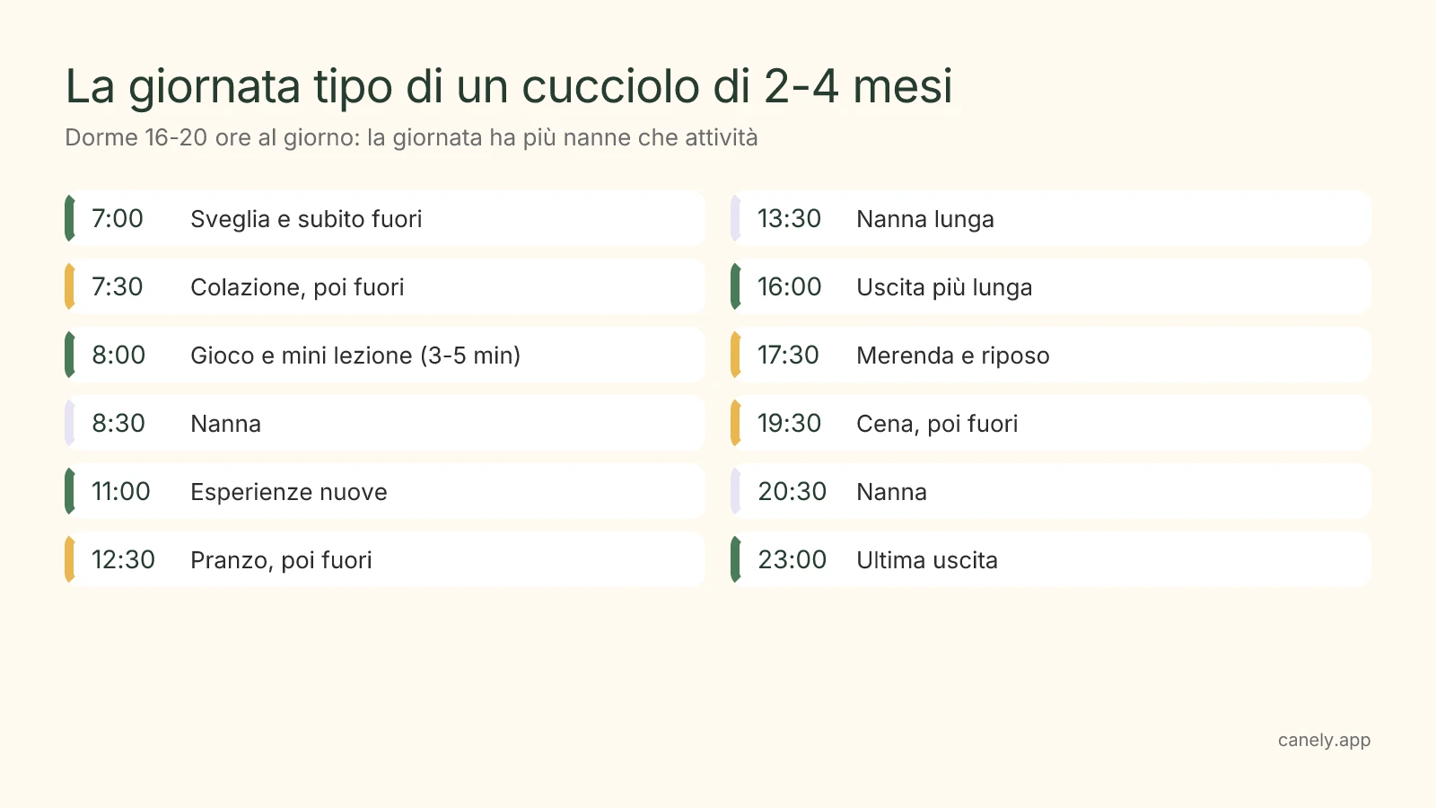 Infografica: la giornata tipo di un cucciolo di 2-4 mesi, ora per ora